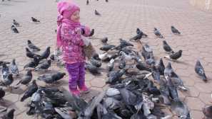 Защо не можете да нахранвате гълъби на улицата, отколкото е опасно за хората и птиците